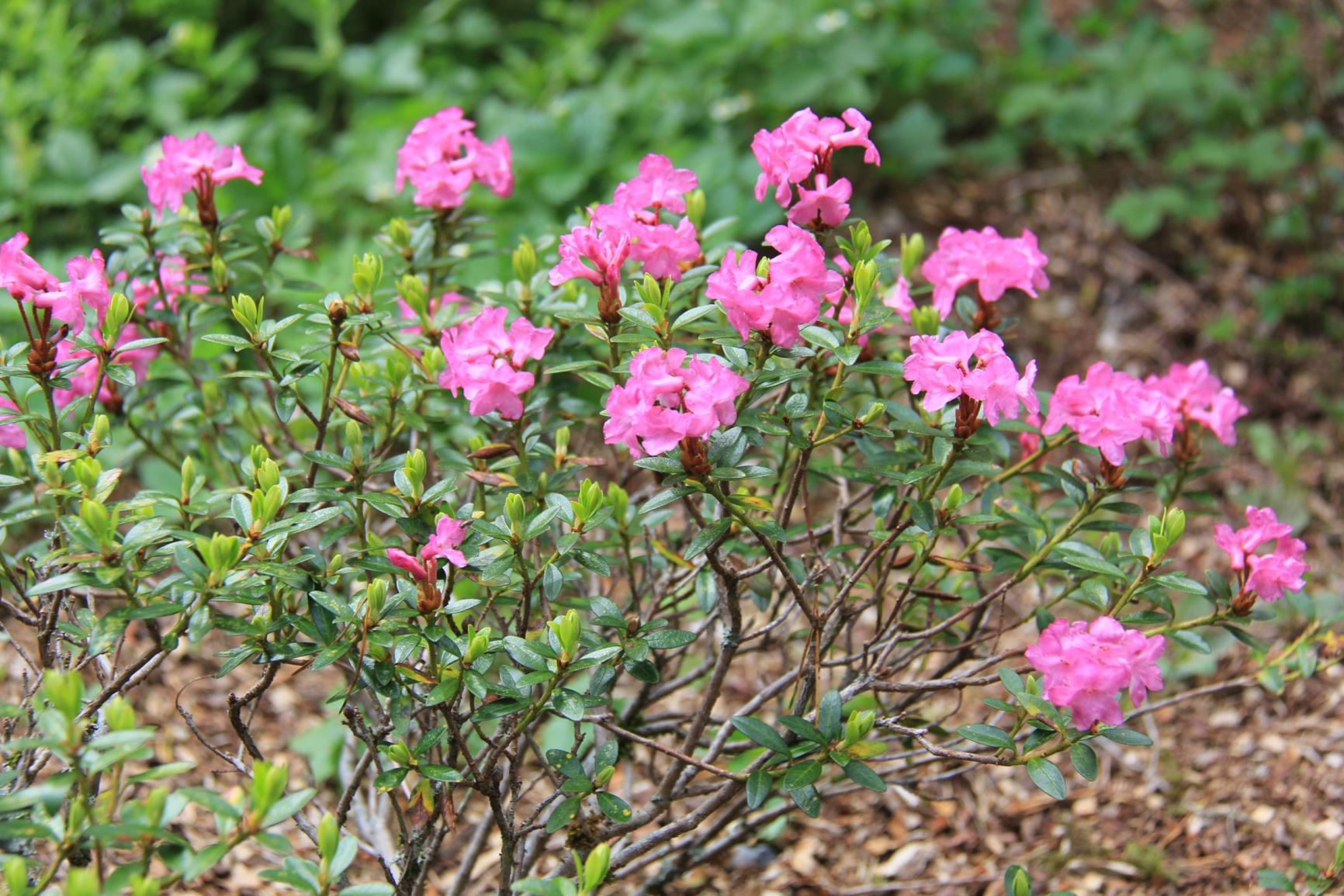 Rhododendron kotschyi
