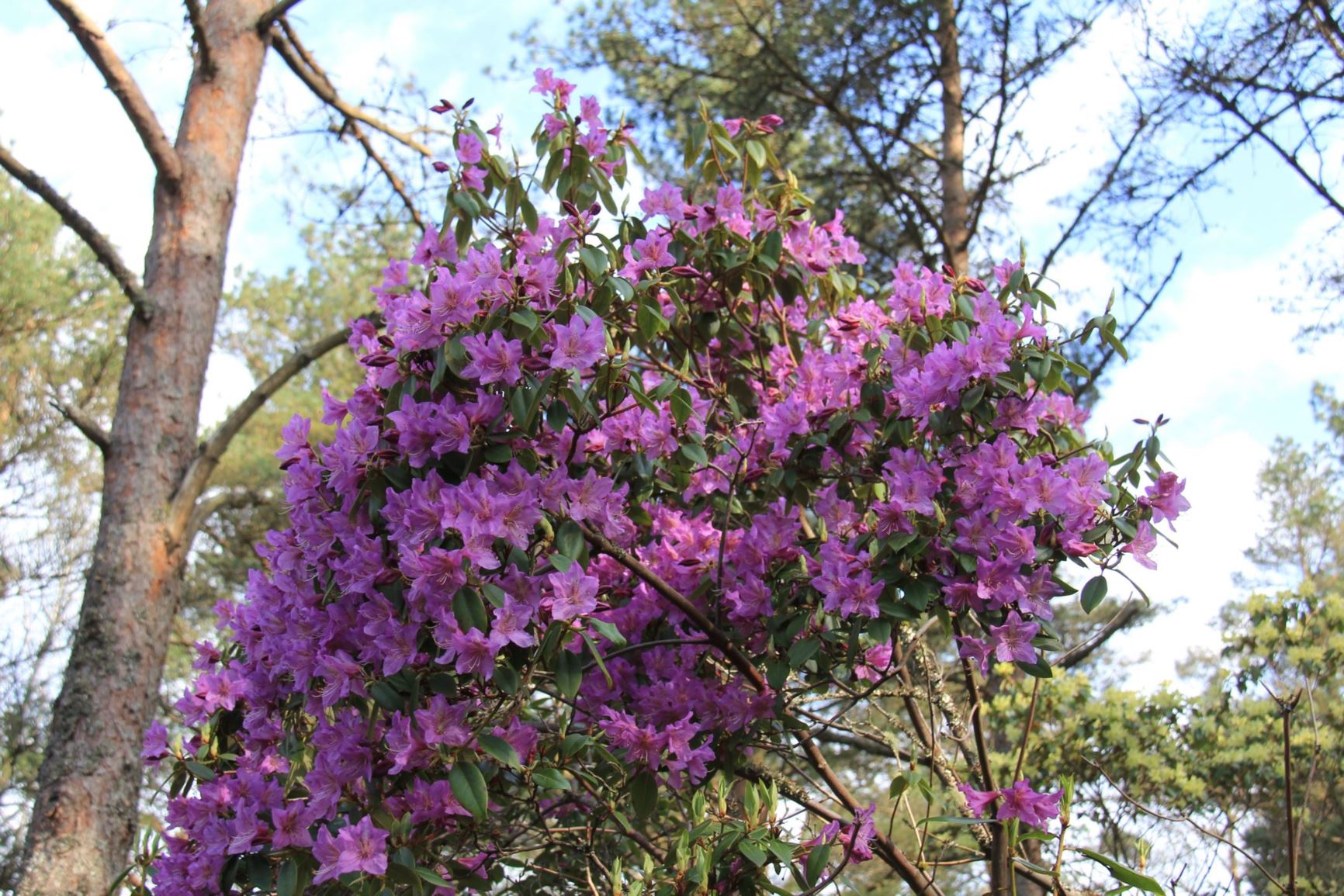 Rhododendron amesiae
