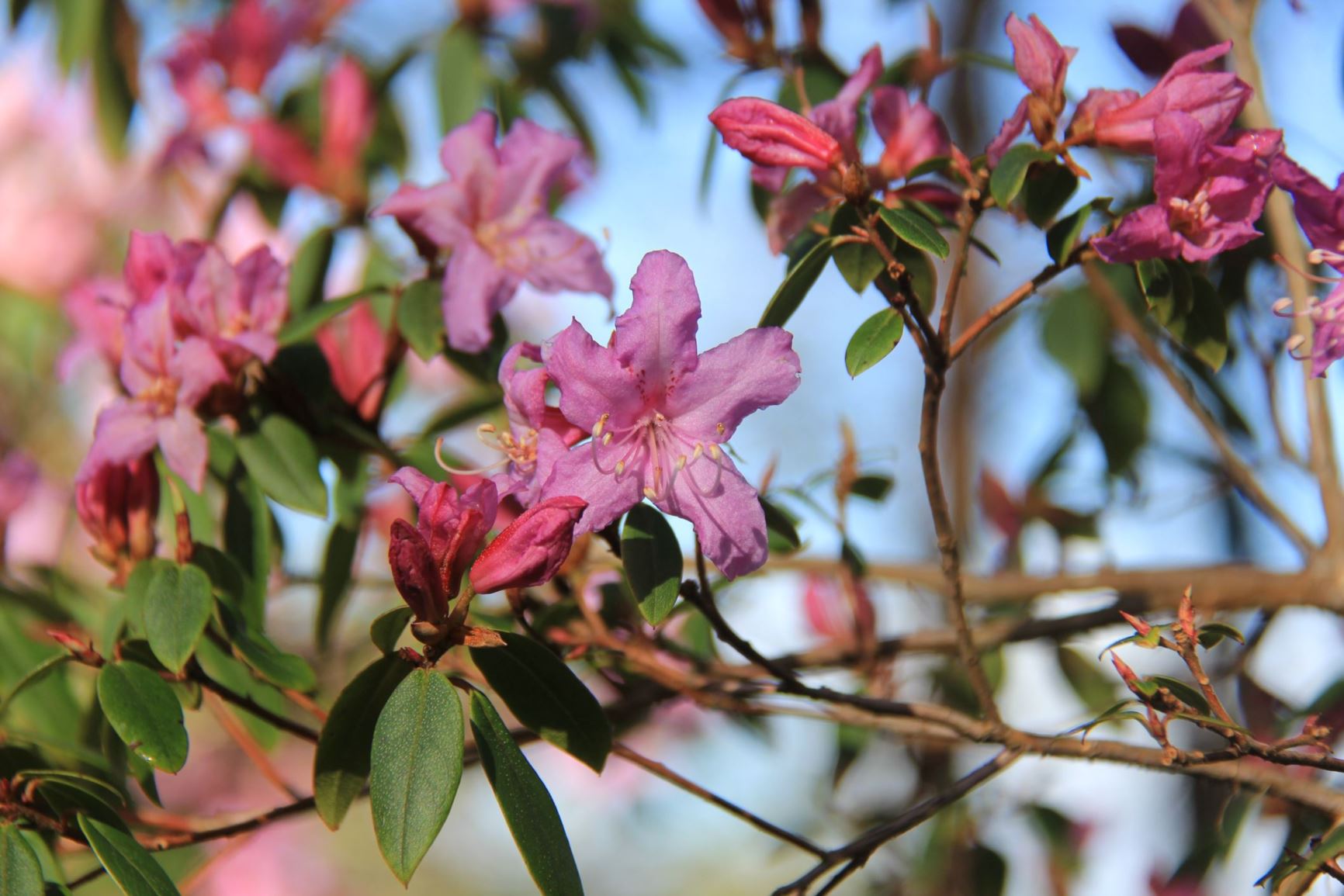 Rhododendron bracteatum