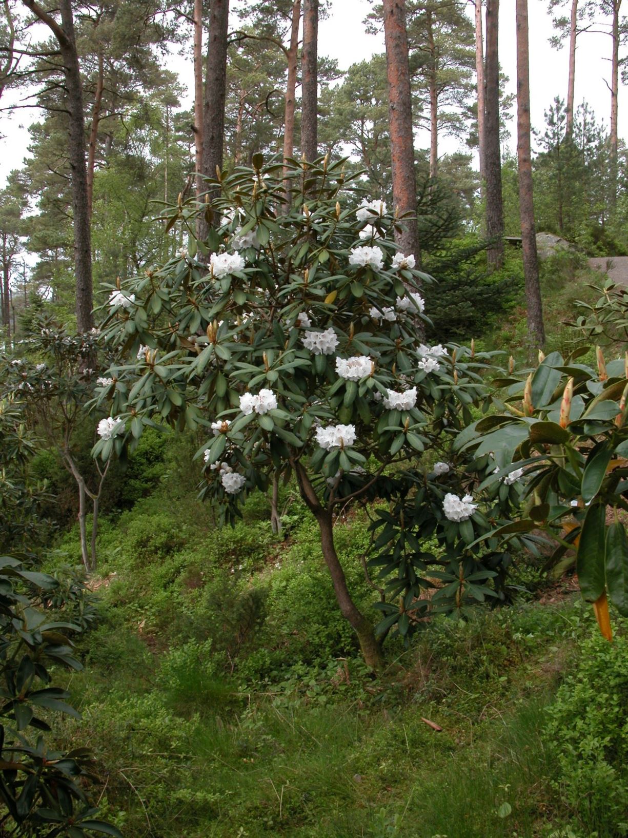 Rhododendron galactinum