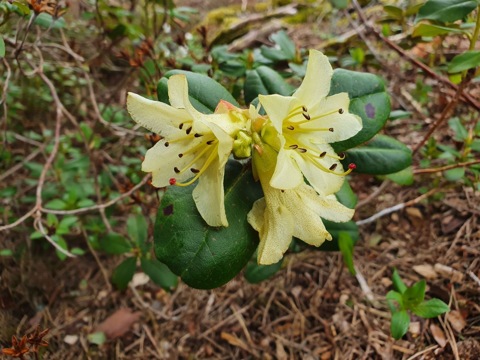 Rhododendron changii