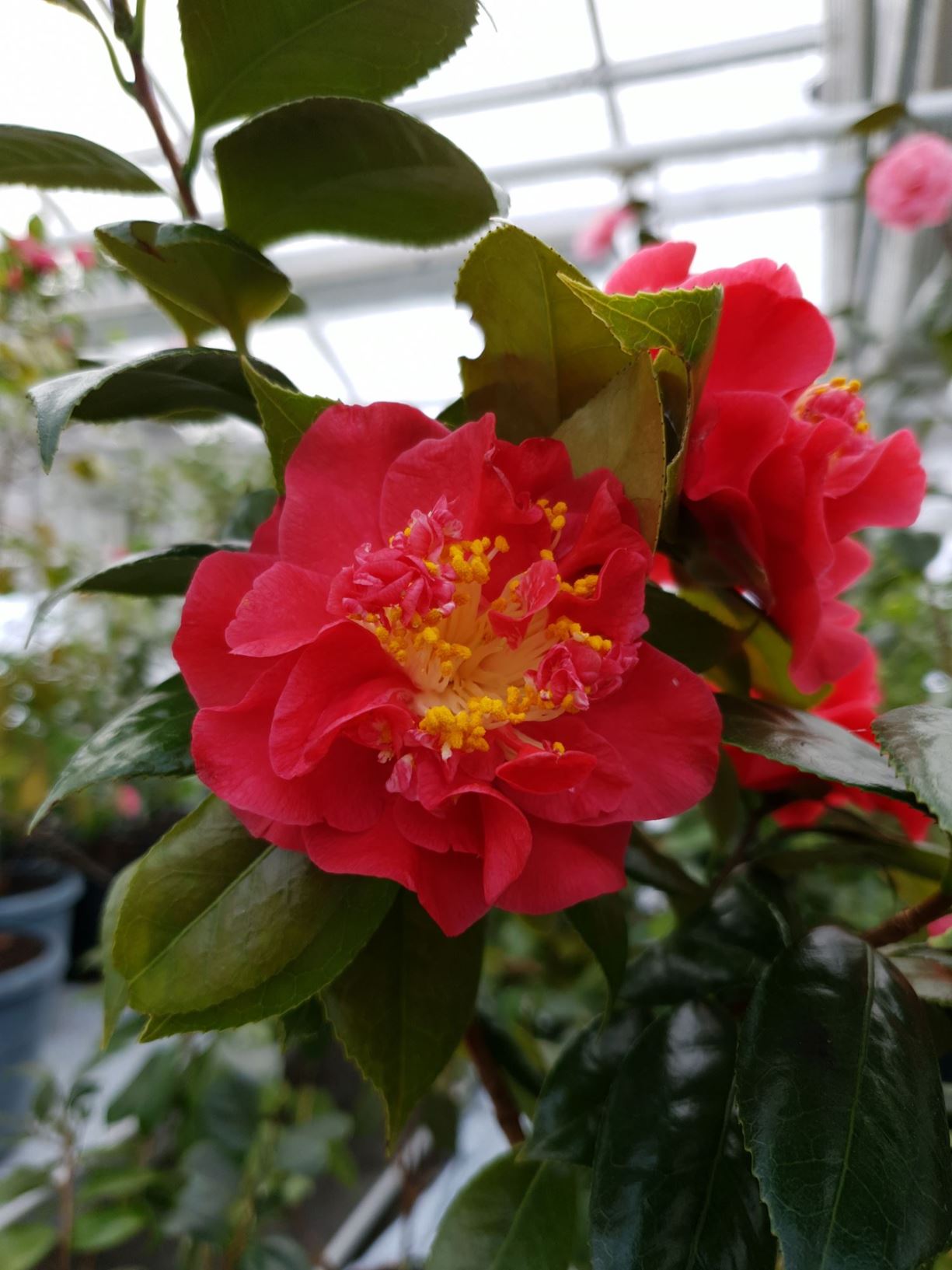 Camellia 'Red Fellow' - Kamelia
