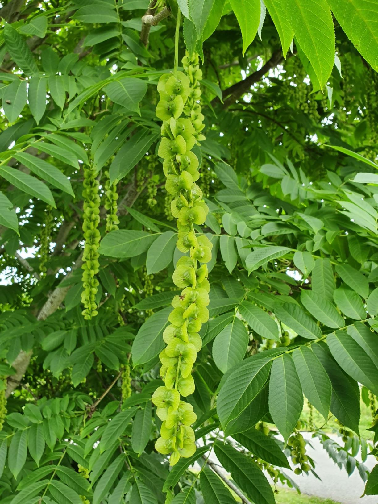Pterocarya rhoifolia - Glattvingenøtt