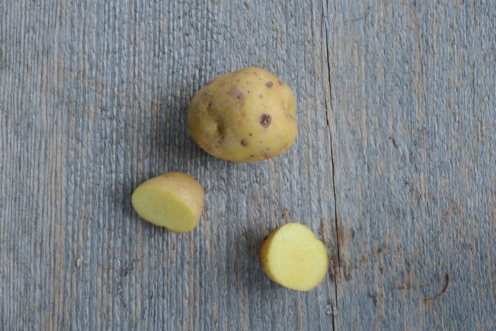 Solanum tuberosum 'Eggeplomme' - Potet 'Eggeplomme'