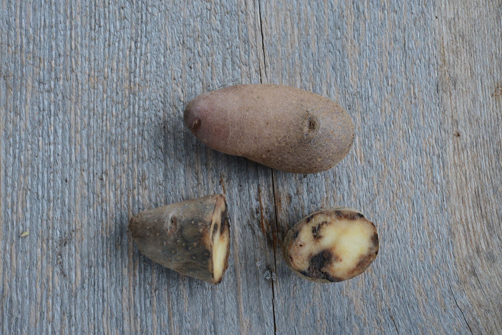 Solanum tuberosum 'Tysk Blå' - Potet 'Tysk Blå'