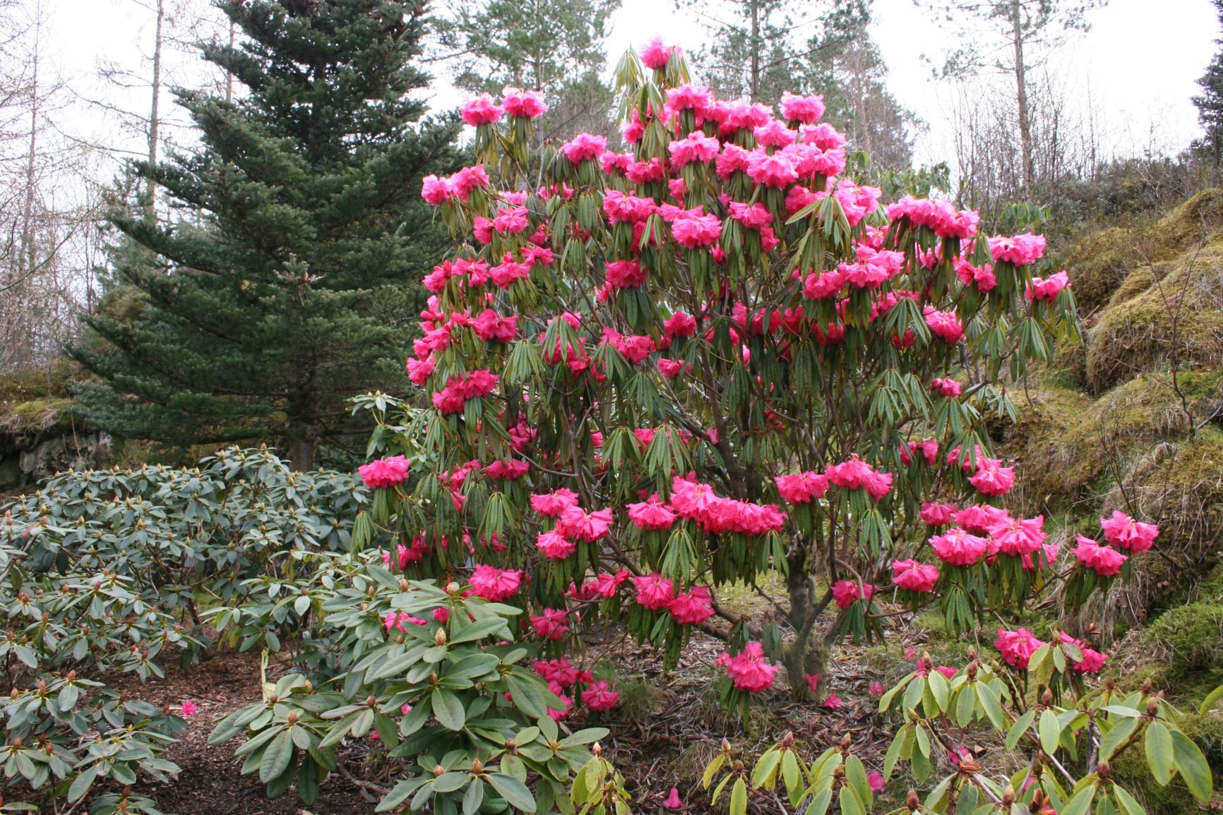 Rhododendron hunnewellianum × strigillosum "Gjersvik"