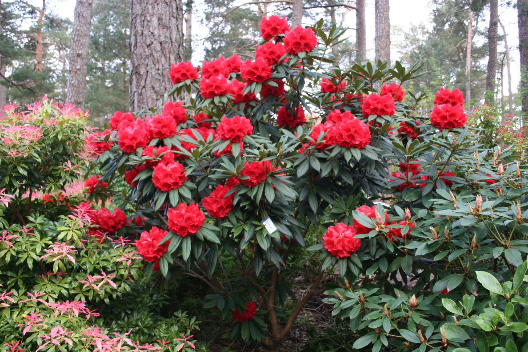 Rhododendron 'Etta Burrows'