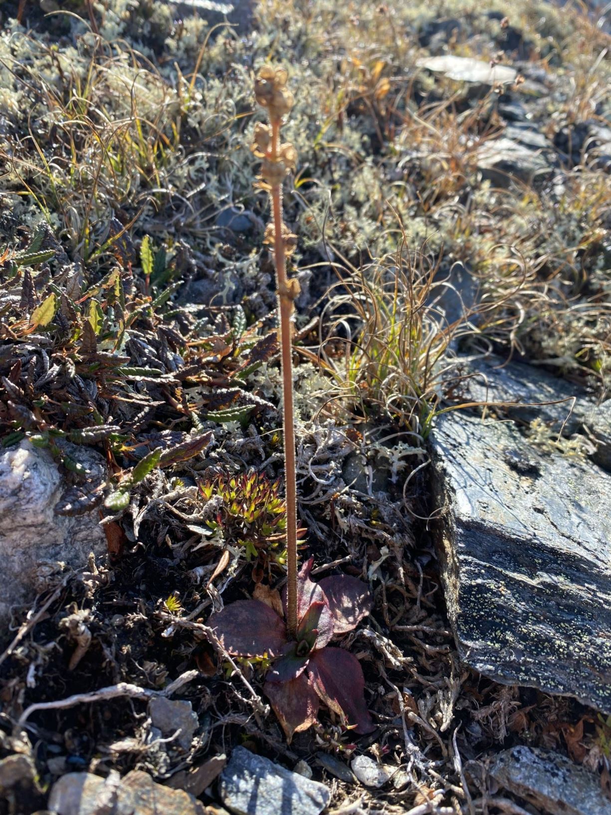 Micranthes hieracifolia - Stivsildre