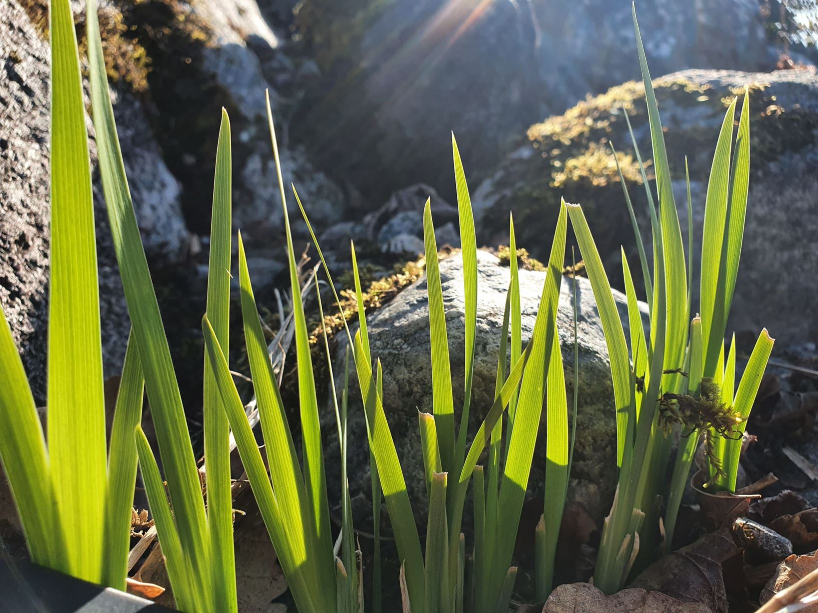 Iris graminea - Grasiris