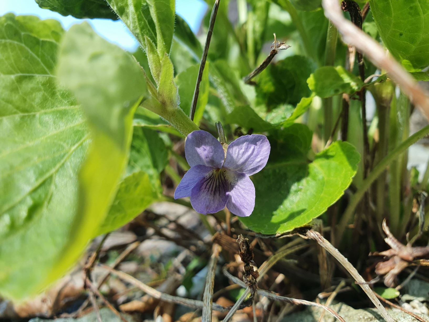 Viola collina - Bakkefiol
