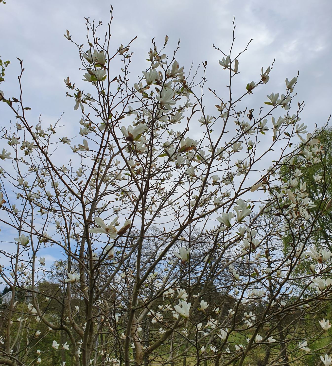 Magnolia kobus - Snømagnolia, Sibirmagnolia