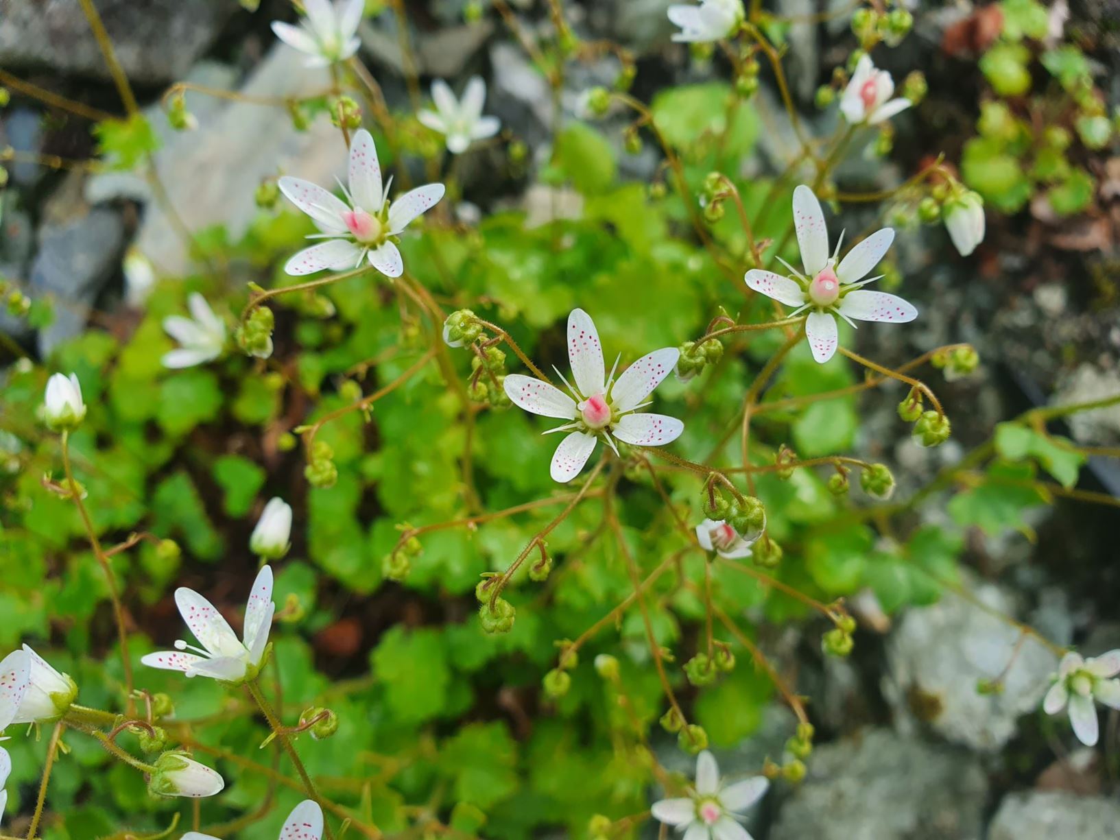 Saxifraga rotundifolia - Rundsildre