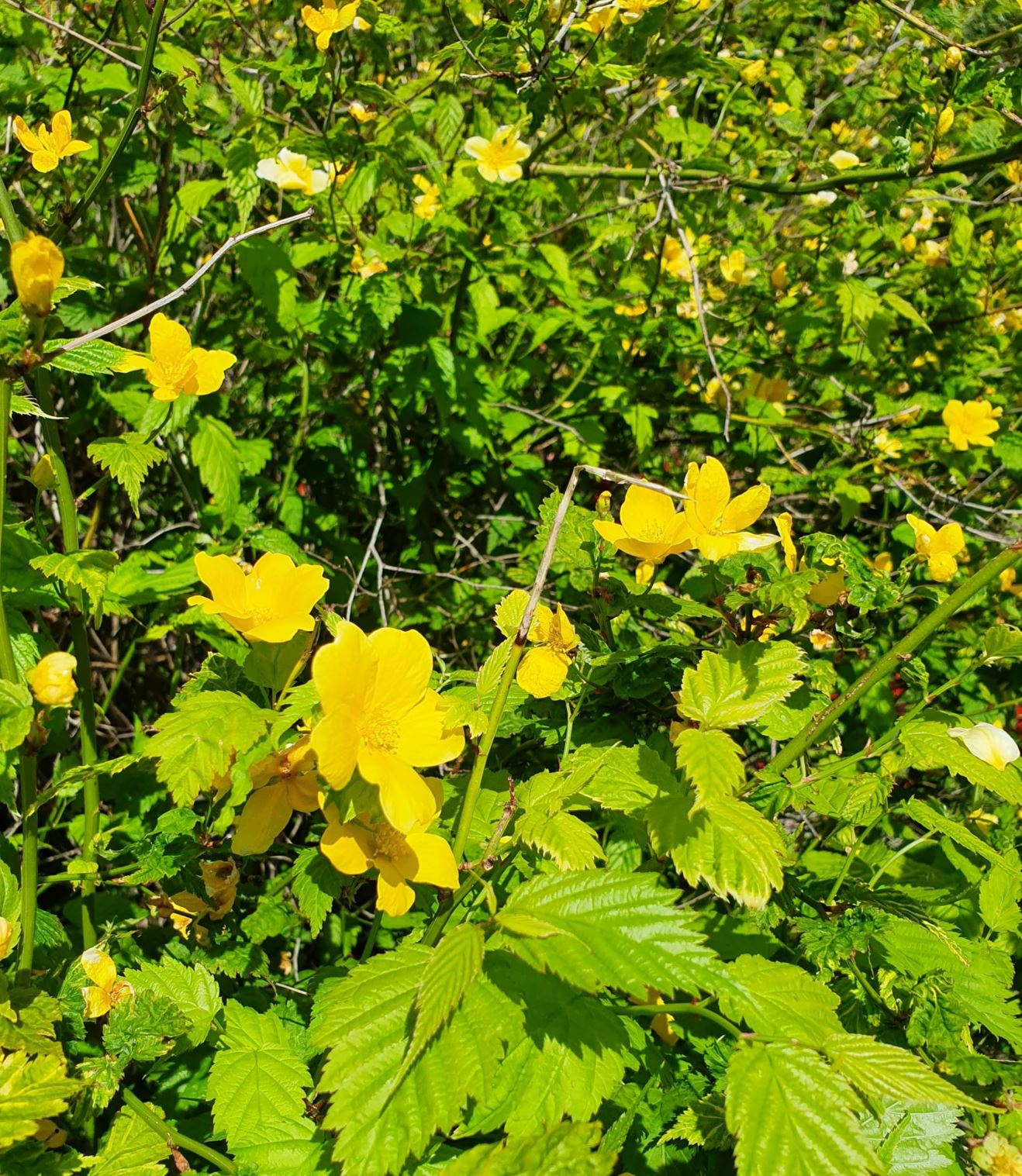 Kerria japonica - Soleiebusk