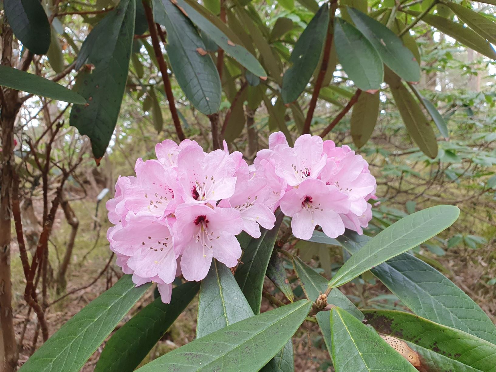 Rhododendron uvariifolium