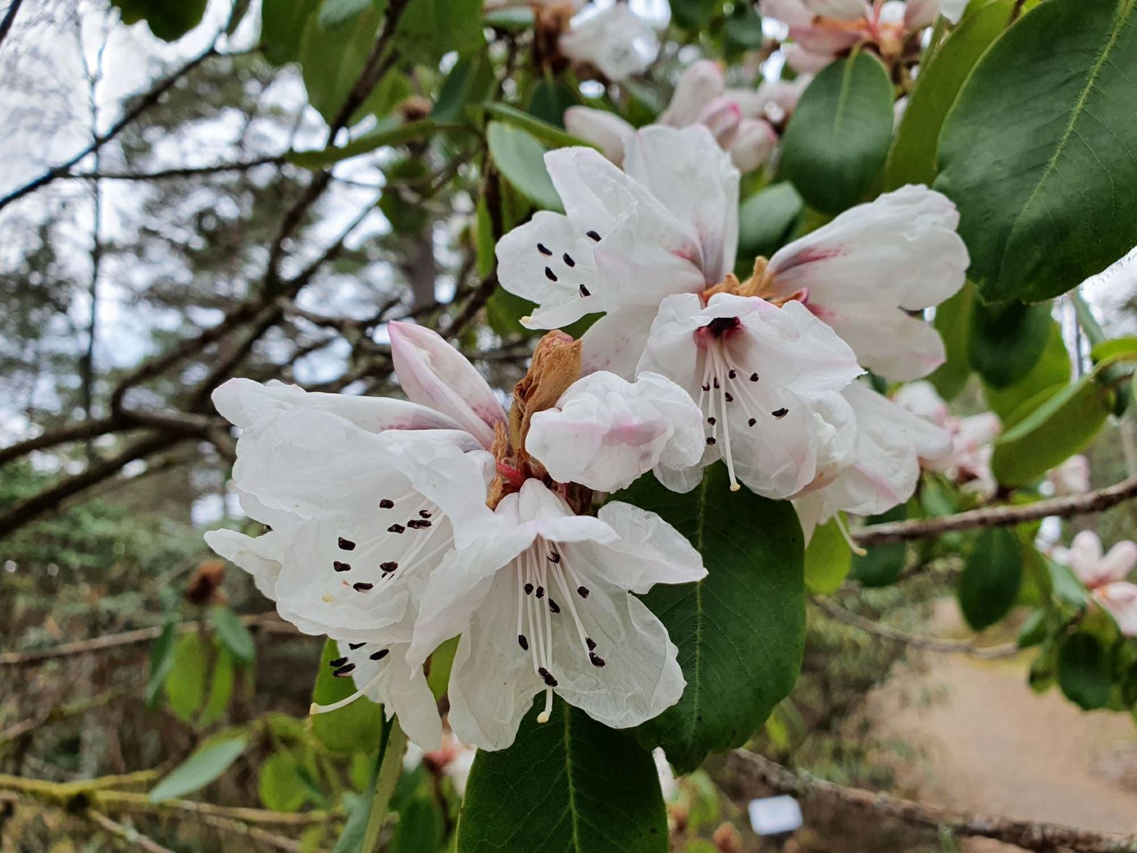Rhododendron pachytrichum