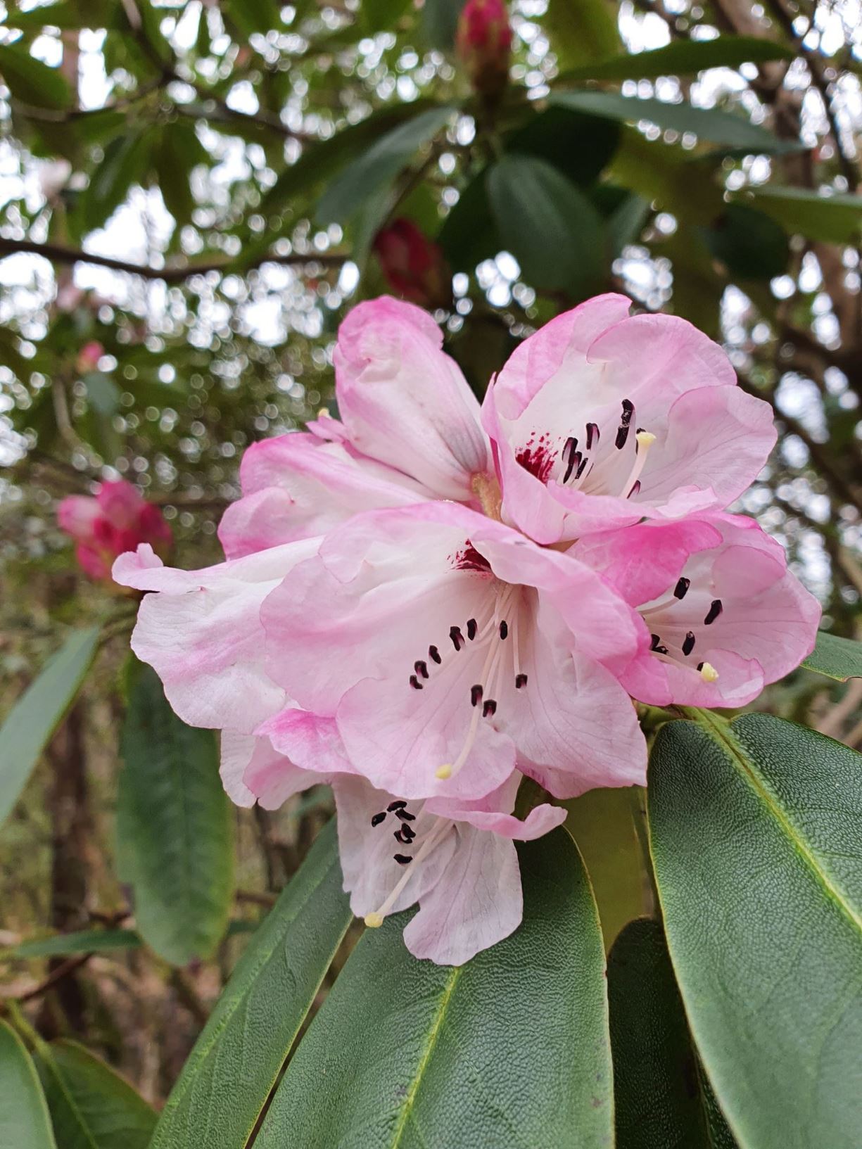 Rhododendron maculiferum