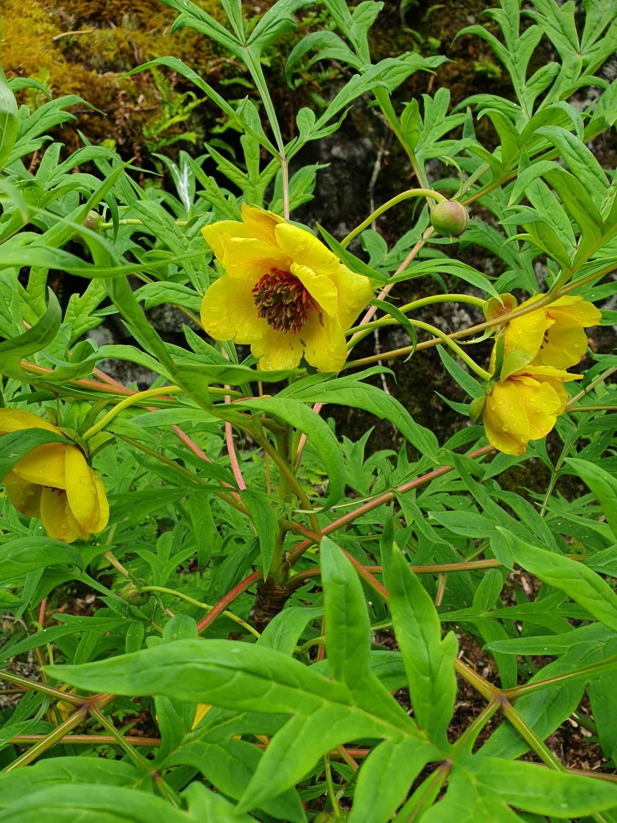 Paeonia delavayi subsp. ludlowii - Gul trepeon