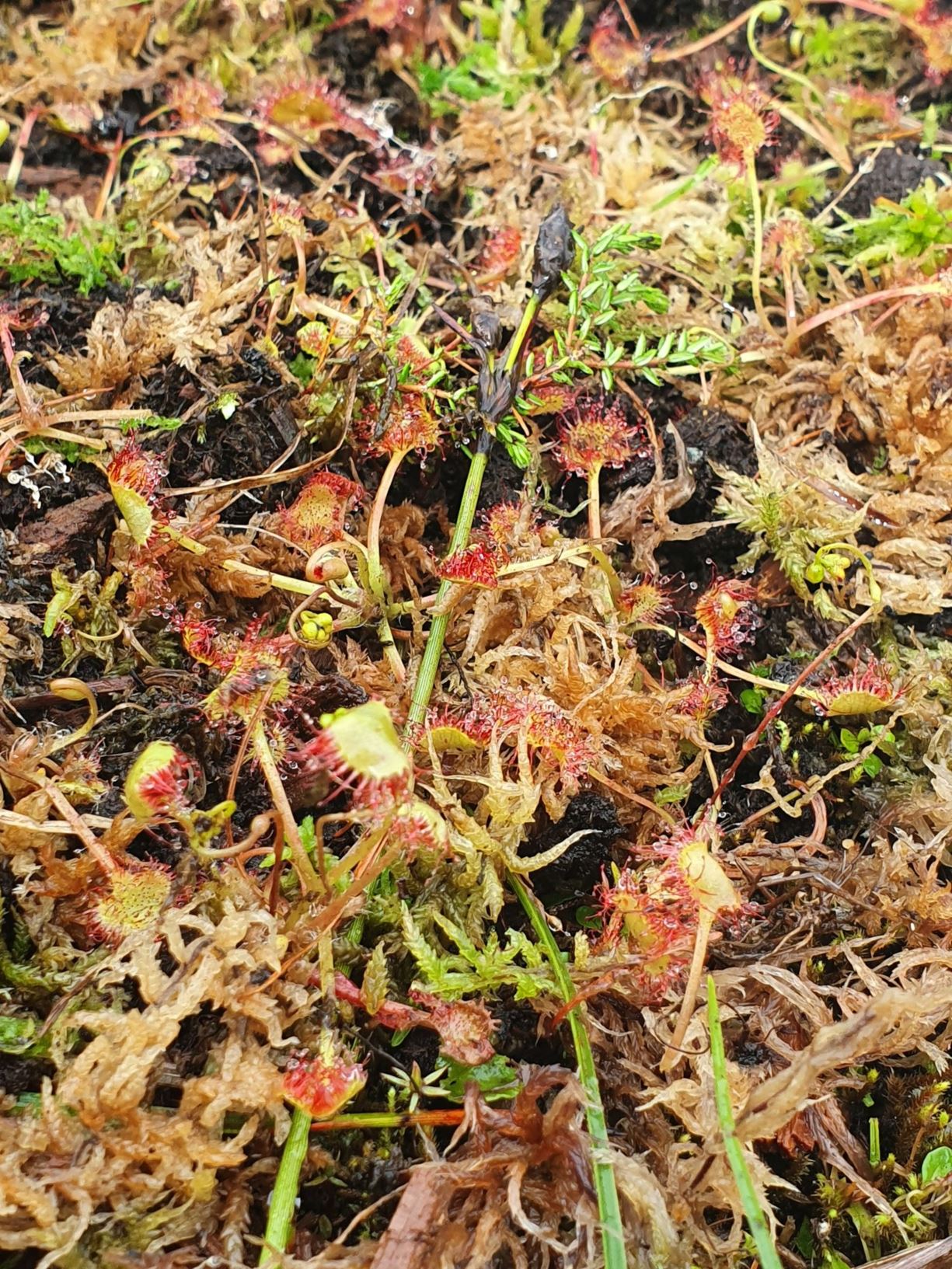 Drosera rotundifolia - Rundsoldogg