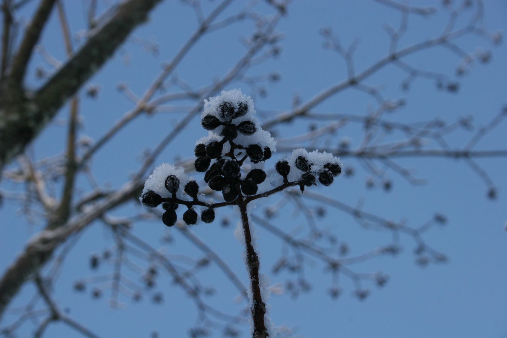 Phellodendron japonicum - Japankorktre