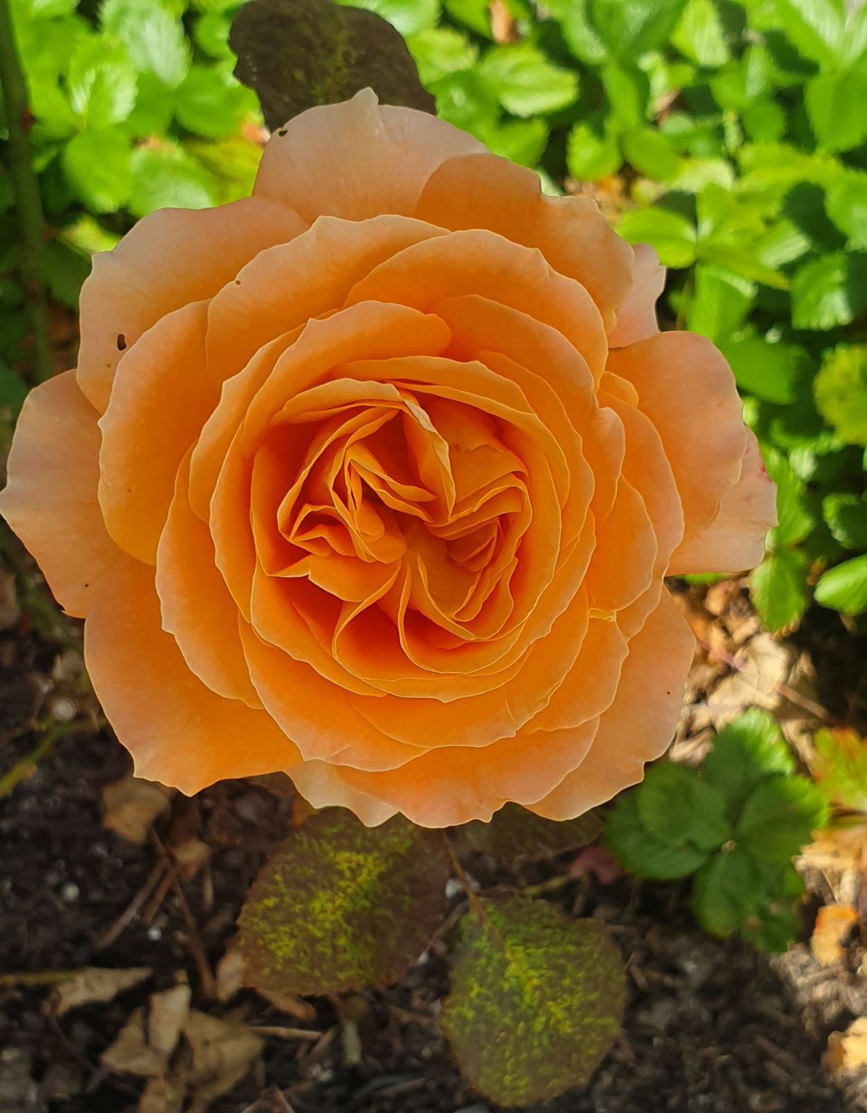 Rosa (Terosehybrider (HT) Group) 'Flora Danica' - 'Garden News', 'POUlrim'