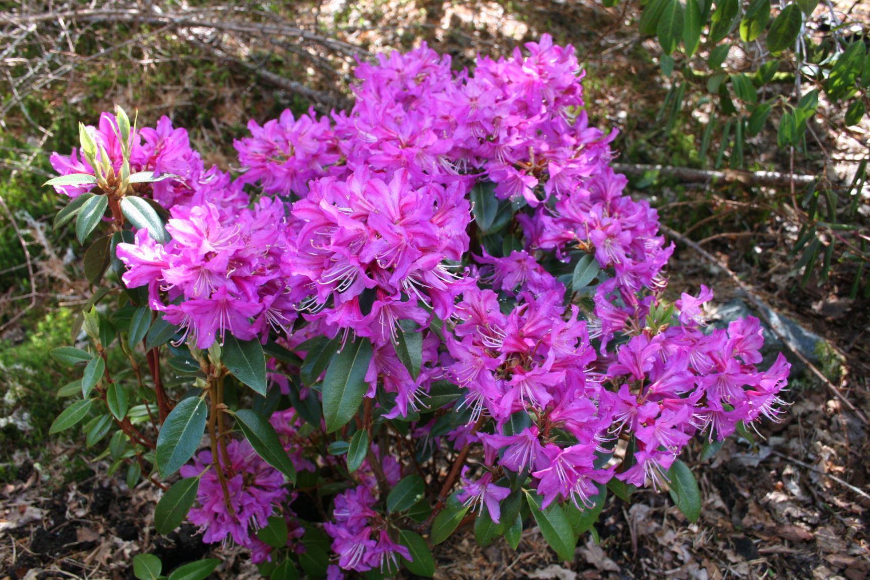 Rhododendron 'Eldbjørg'