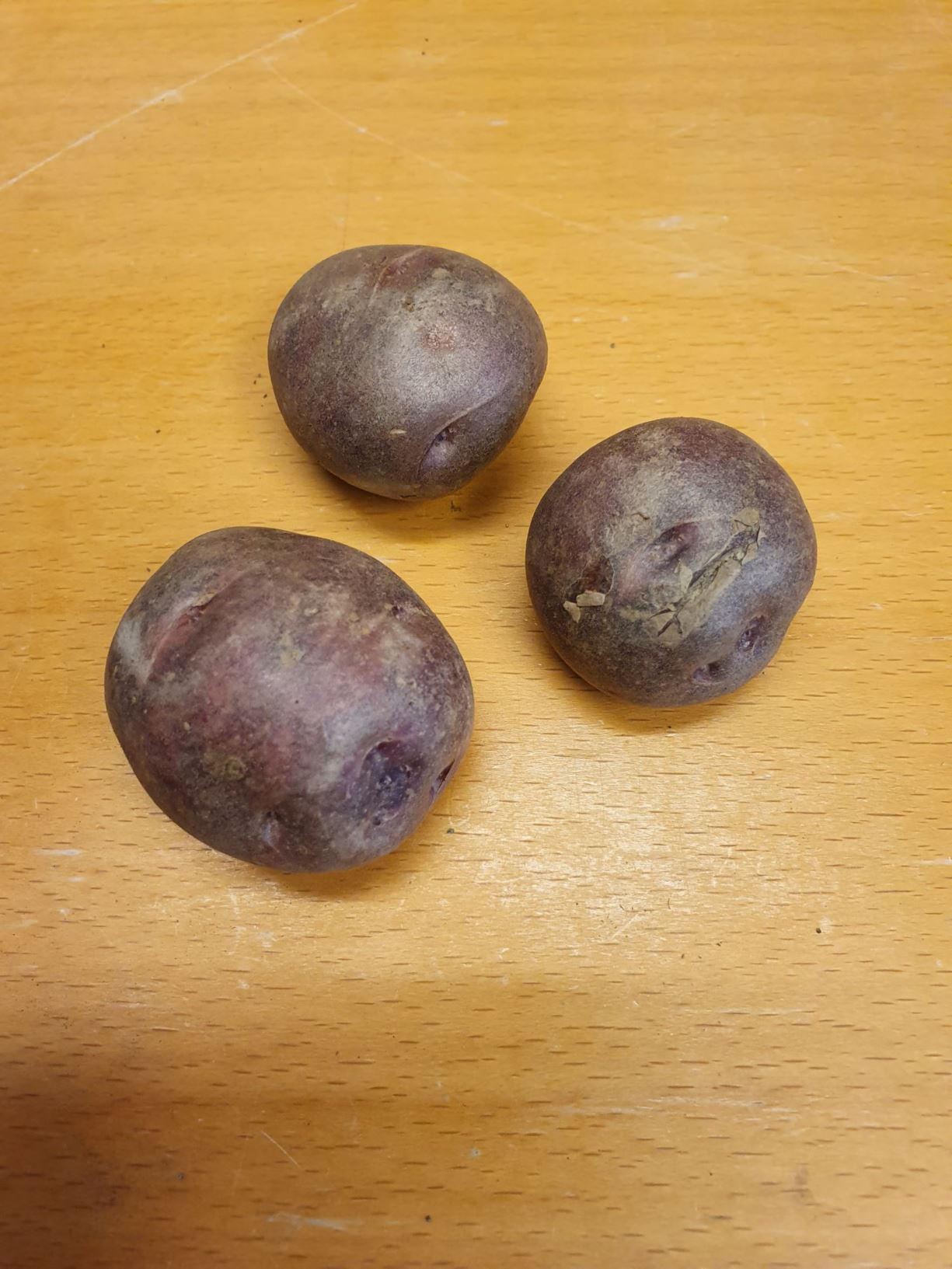 Solanum tuberosum 'Alfred' - Potet 'Alfred'