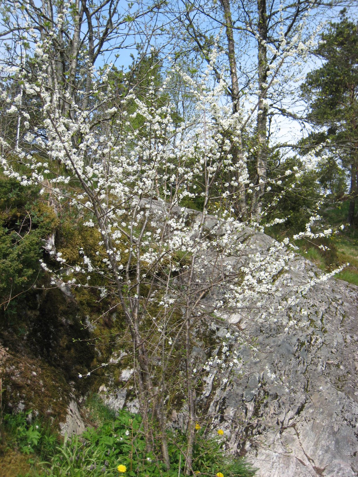Prunus cerasus - Surkirsebær