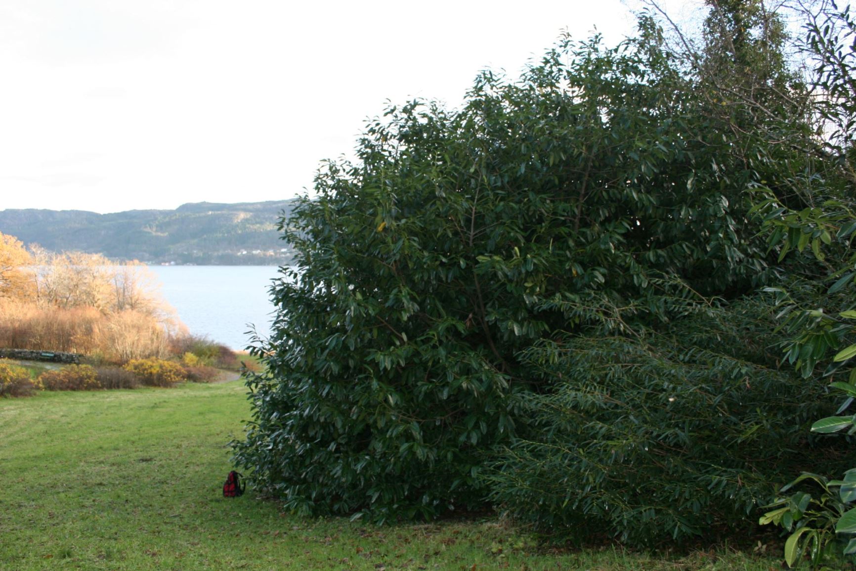 Prunus laurocerasus 'Latifolia'